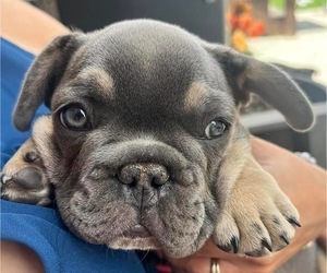 French Bulldog Puppy for sale in SPOKANE, WA, USA
