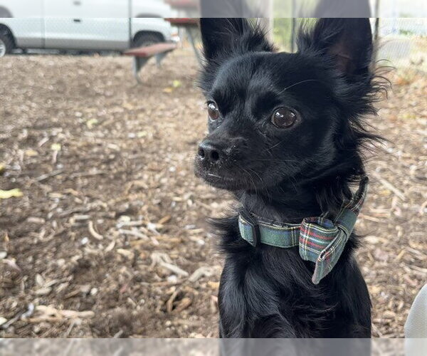 Medium Photo #1 Chihuahua Puppy For Sale in Fremont, CA, USA