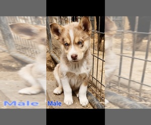Australian Shepherd-Siberian Husky Mix Puppy for sale in COMMERCE CITY, CO, USA