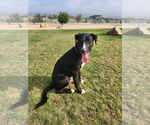 Small #17 Borador