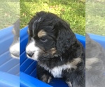 Small Photo #11 Bernedoodle Puppy For Sale in STEWARTSVILLE, NJ, USA