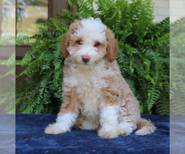 Medium Photo #2 Bernedoodle (Miniature) Puppy For Sale in PARADISE, PA, USA