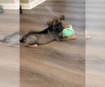 Small #1 Labrador Retriever Mix