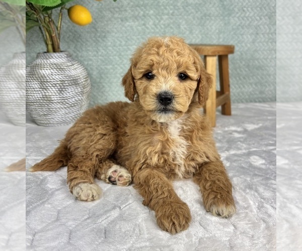 Medium Photo #3 Goldendoodle (Miniature) Puppy For Sale in FRANKLIN, IN, USA