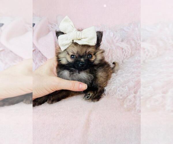 Medium Photo #8 Pomeranian Puppy For Sale in HOUSTON, TX, USA