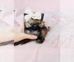 Small #7 Pomeranian