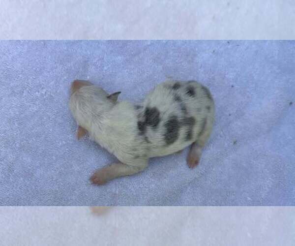 Medium Photo #3 Border Collie Puppy For Sale in MOSIER, OR, USA