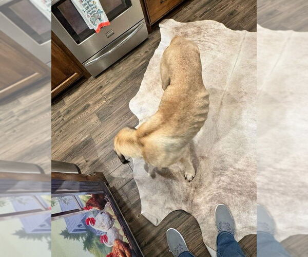 Medium Photo #5 Mastiff Puppy For Sale in Edmond, OK, USA