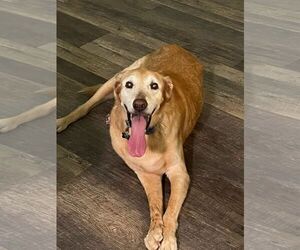 Golden Labrador Dogs for adoption in Bonita Springs, FL, USA