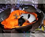 Small Photo #32 German Shorthaired Pointer Puppy For Sale in EVANSVILLE, WY, USA