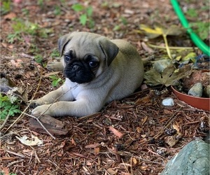 Pug Puppy for sale in MILTON, WA, USA
