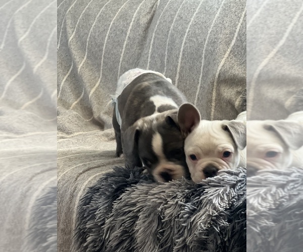 Medium Photo #19 French Bulldog Puppy For Sale in BUCKEYE, AZ, USA