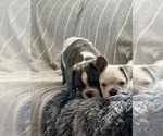 Small #18 French Bulldog