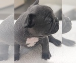 Small Photo #2 French Bulldog Puppy For Sale in FORT MYERS, FL, USA