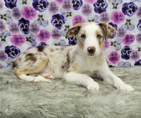 Medium Photo #13 Border Collie Puppy For Sale in BLAKESBURG, IA, USA
