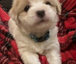 Small #1 Coton de Tulear