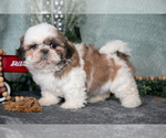 Small Photo #7 Shih Tzu Puppy For Sale in CLARE, MI, USA