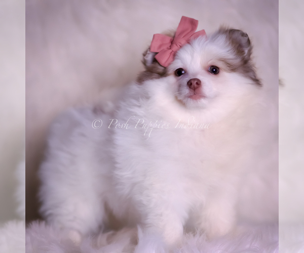 Medium Photo #92 Pomeranian Puppy For Sale in WARSAW, IN, USA
