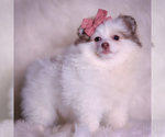 Small Photo #92 Pomeranian Puppy For Sale in WARSAW, IN, USA