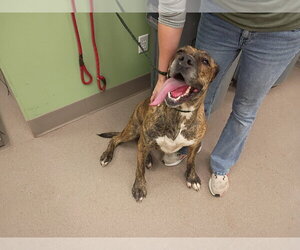 Martha - Female Great Dane Dog for Adoption