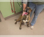 Martha - Female Great Dane Dog for Adoption - Small photo