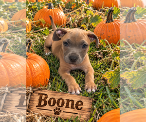 Boone - Male Boxer-Unknown Mix Dog for Adoption - Photo #4