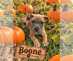 Small Photo #4 Boxer-Unknown Mix Puppy For Sale in Euless, TX, USA