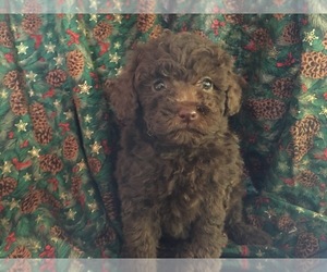 Poodle (Toy) Puppy for sale in AVA, MO, USA