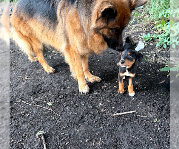 Medium Photo #11 Doberman Pinscher-Unknown Mix Puppy For Sale in Buffalo, MN, USA