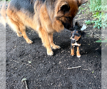 Small #10 Doberman Pinscher Mix