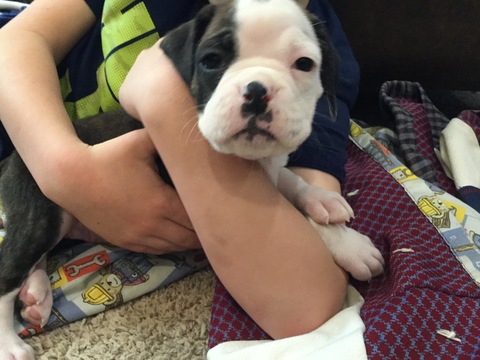 Medium Photo #2 Boxer Puppy For Sale in SENECA, KS, USA