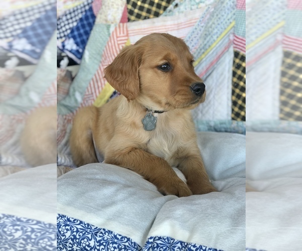 Medium Photo #4 Golden Retriever Puppy For Sale in SONORA, KY, USA