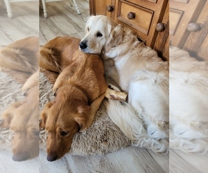 Father of the English Cream Golden Retriever puppies born on 12/03/2024