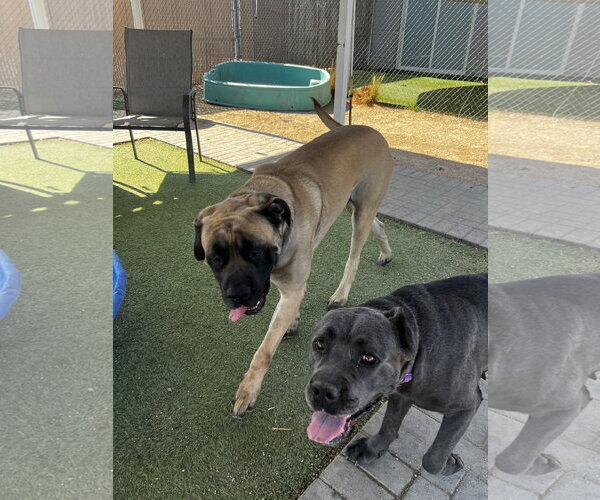 Medium Photo #4 Mastiff Puppy For Sale in Goodyear, AZ, USA