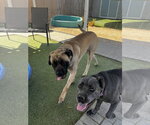 Small #3 Mastiff
