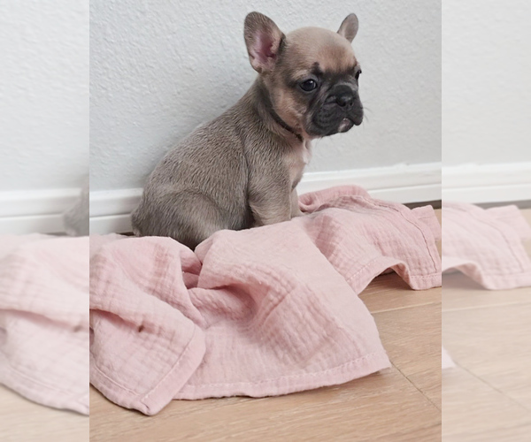 Medium Photo #1 French Bulldog Puppy For Sale in SPRING, TX, USA