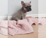 Puppy Roxy French Bulldog