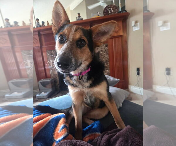 Medium Photo #19 Unknown-Welsh Corgi Mix Puppy For Sale in Oakhurst, NJ, USA