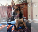 Small #18 Welsh Corgi Mix