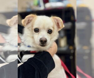 Chihuahua-Unknown Mix Dogs for adoption in Mundelein, IL, USA
