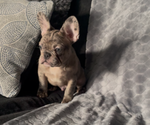 Small #3 French Bulldog