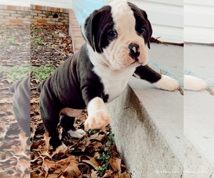 Olde English Bulldogge Puppy for sale in ATHENS, AL, USA