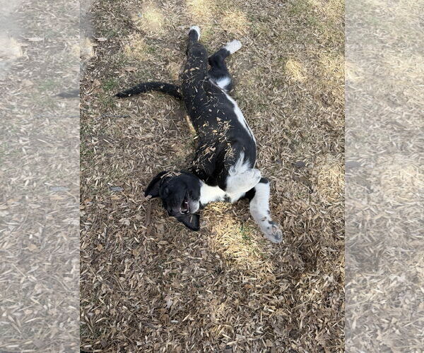 Medium Photo #2 Mutt Puppy For Sale in Fort Collins, CO, USA