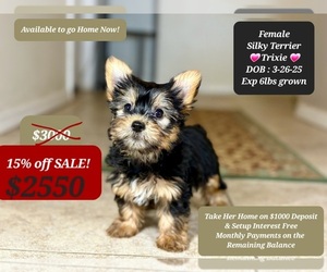 Silky Terrier Puppy for sale in TUCSON, AZ, USA