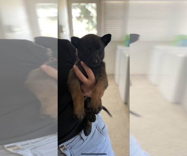 Medium Photo #2 Belgian Malinois Puppy For Sale in LOS ANGELES, CA, USA