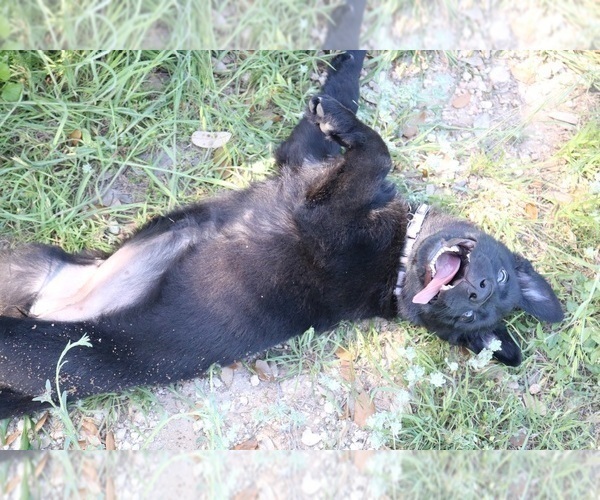 Medium Photo #8 German Shepherd Dog Puppy For Sale in AUSTIN, TX, USA