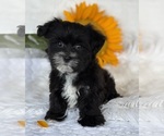 Small #6 Morkie