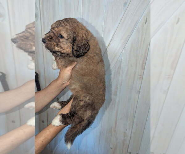 Medium Photo #15 Double Doodle Puppy For Sale in FAIRFIELD, CA, USA