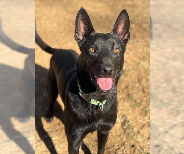 Medium Photo #10 Mutt Puppy For Sale in Stevens Point, WI, USA