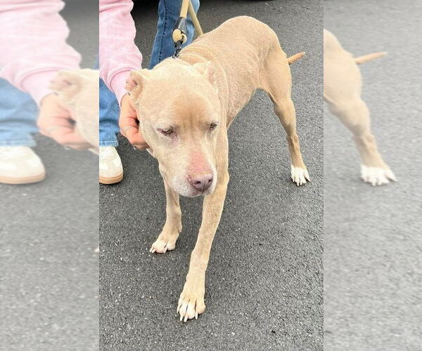 Medium Photo #16 Mutt Puppy For Sale in New York, NY, USA